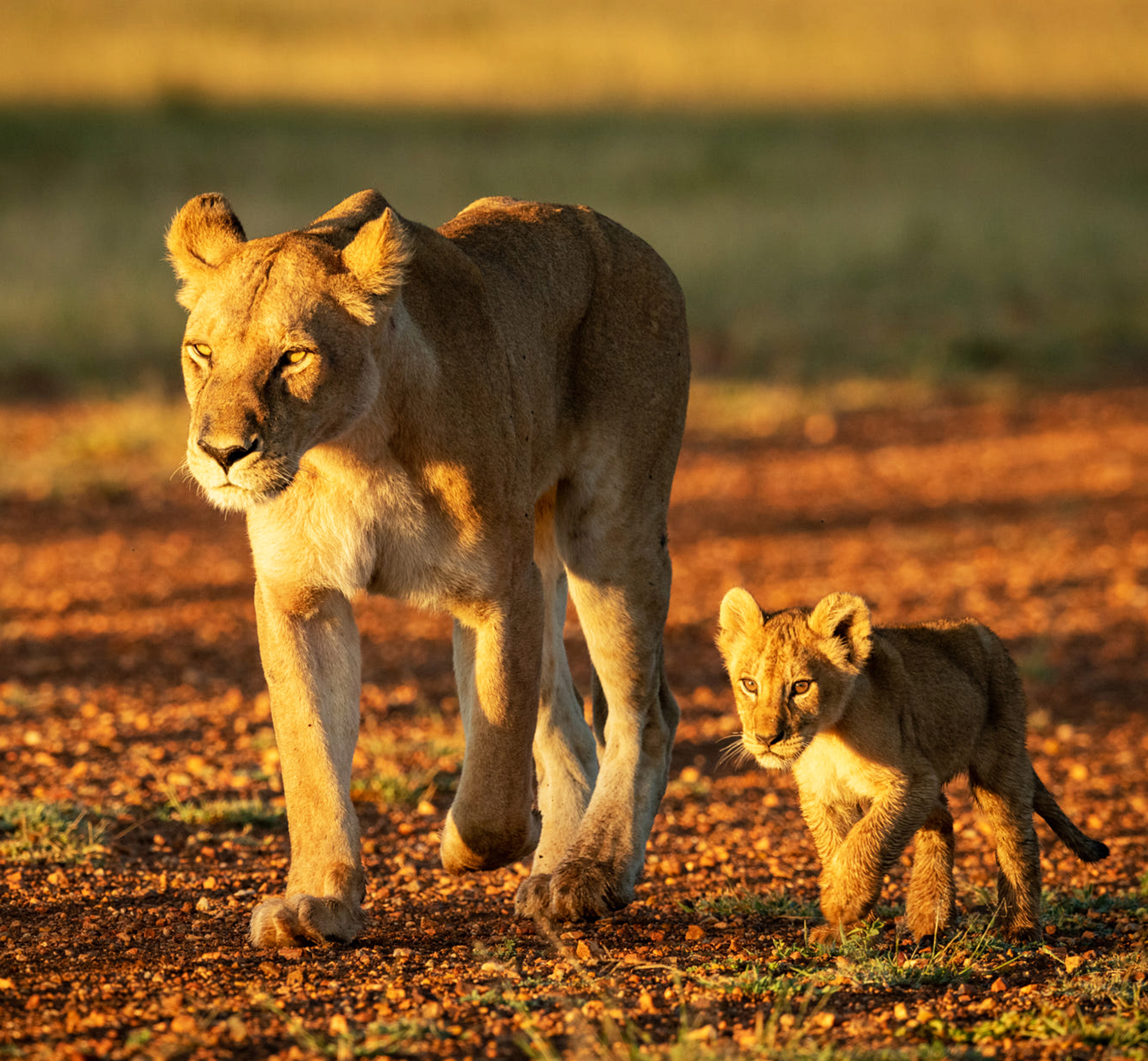 Train the Trainer Program